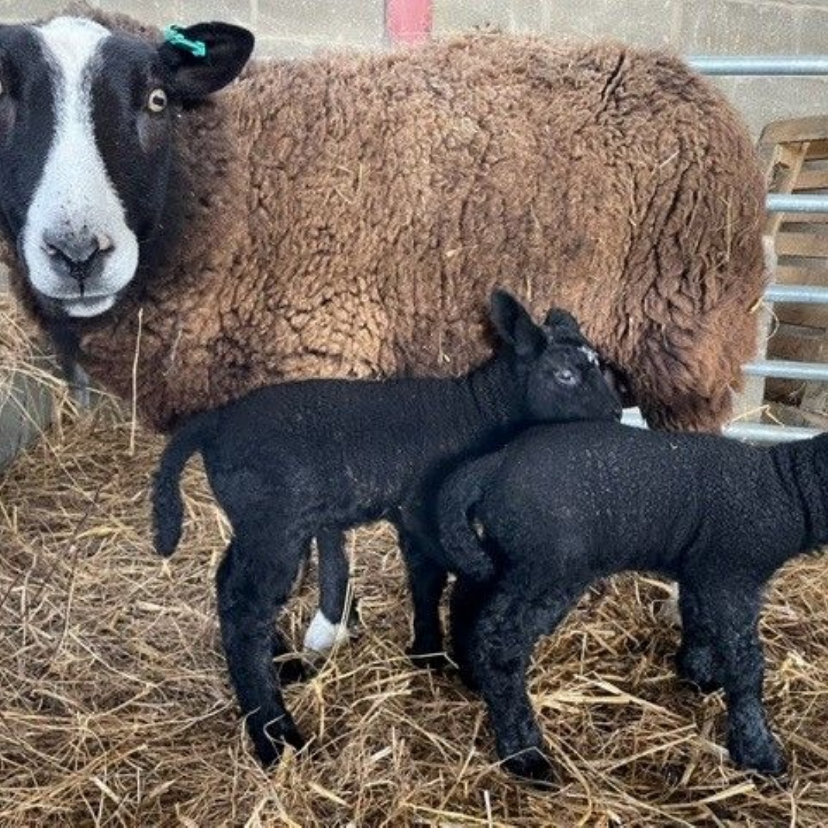 William Alvey C of E School Name those lambs...